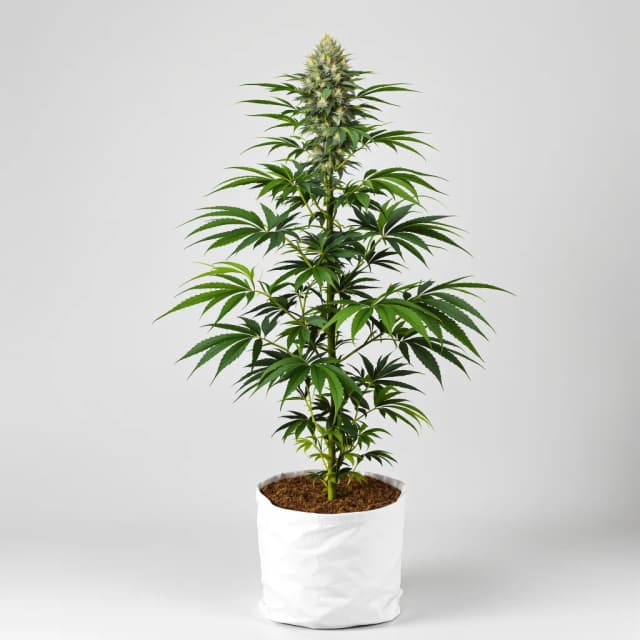 Emballage de graines de cannabis Bubble Cheese — Royal King Seeds France