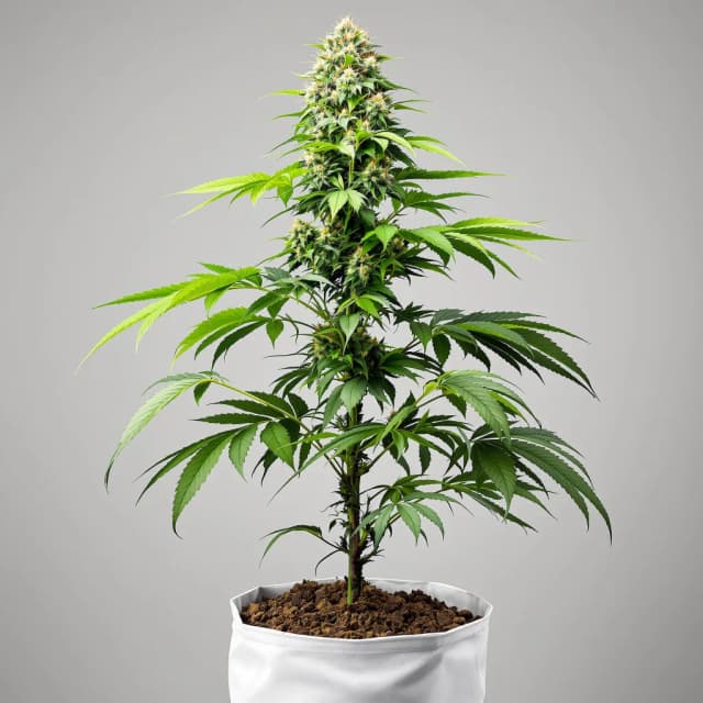 Emballage de graines de cannabis Buddha's Sister — Royal King Seeds France