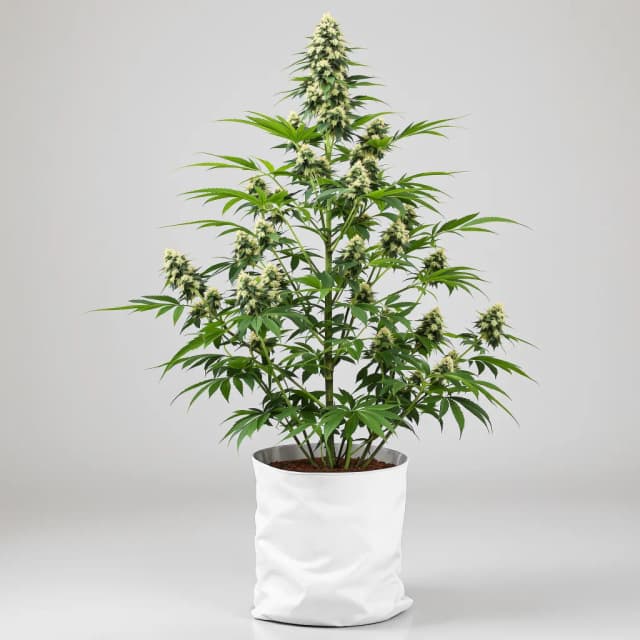 Emballage de graines de cannabis Bugatti — Royal King Seeds France