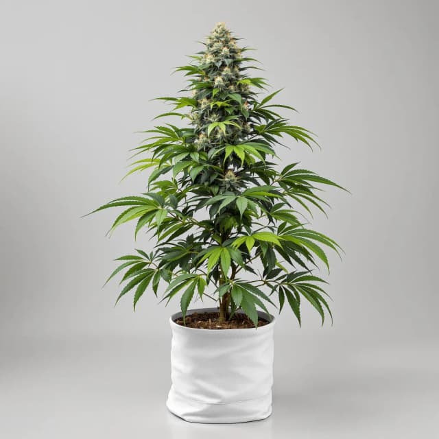 Emballage de graines de cannabis Burkle — Royal King Seeds France