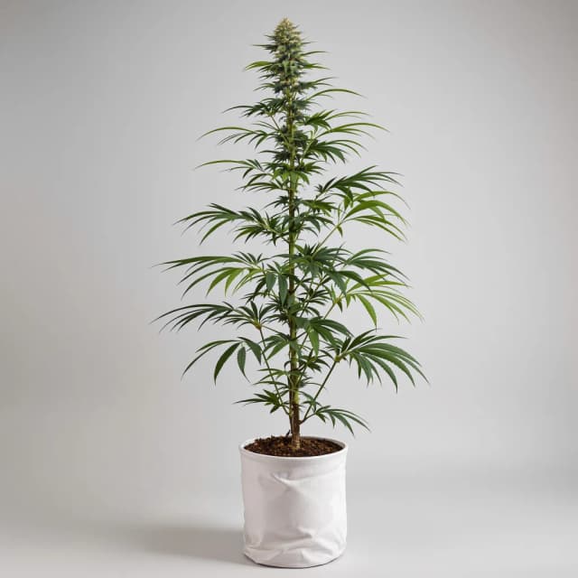 Emballage de graines de cannabis Butterscotch — Royal King Seeds France
