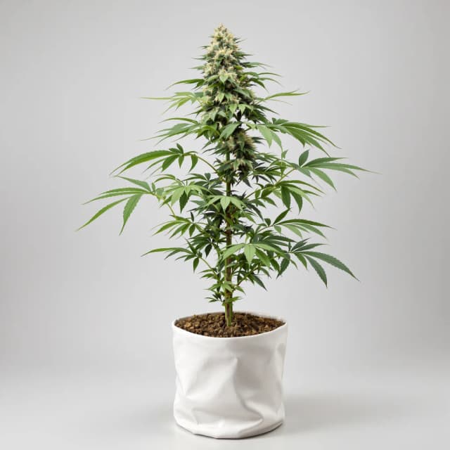 Emballage de graines de cannabis Candy Cane — Royal King Seeds France