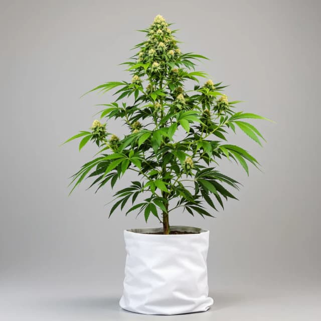 Emballage de graines de cannabis Candy Kush — Royal King Seeds France