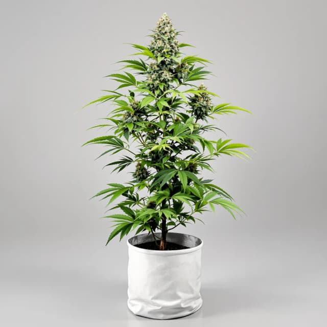 Emballage de graines de cannabis Candyland Peyote — Royal King Seeds France