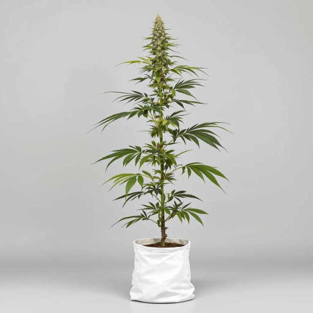 Emballage de graines de cannabis Cannalope Haze — Royal King Seeds France