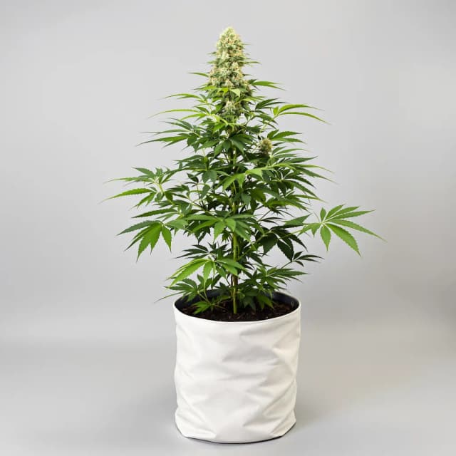 Emballage de graines de cannabis Cannatonic CBD — Royal King Seeds France