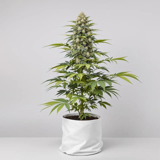 Emballage de graines de cannabis Capers — Royal King Seeds France