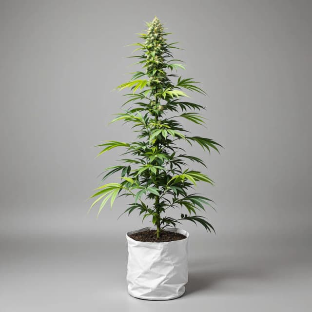 Emballage de graines de cannabis Casey Jones — Royal King Seeds France