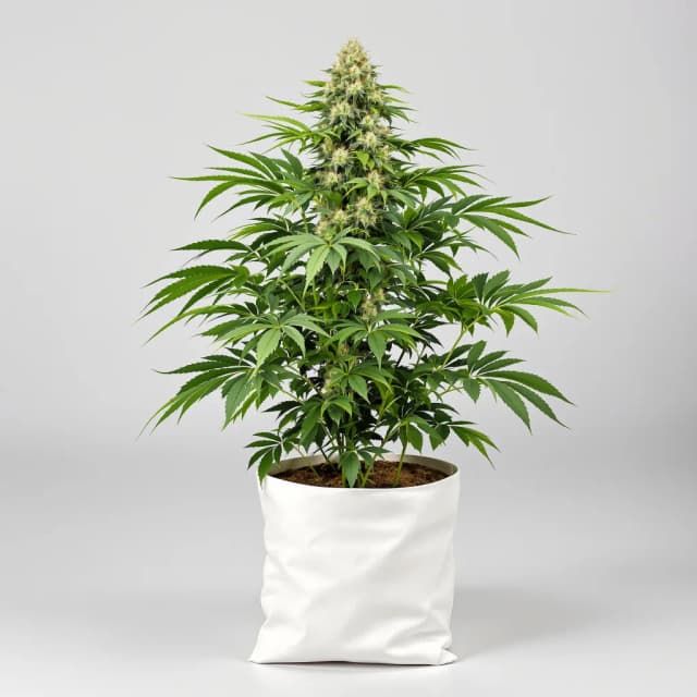 Emballage de graines de cannabis CBD Blueberry — Royal King Seeds France