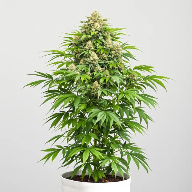 Emballage de graines de cannabis CBD Cream &amp; Cheese — Royal King Seeds France