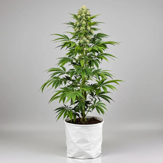 Emballage de graines de cannabis CBD Critical Mango — Royal King Seeds France