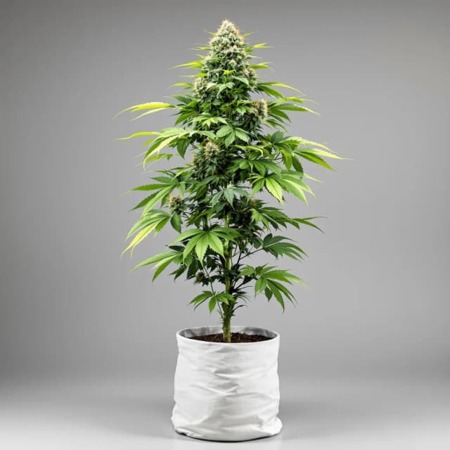 Emballage de graines de cannabis Charlie Sheen — Royal King Seeds France