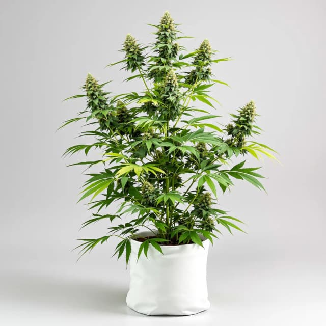 Emballage de graines de cannabis Cheetah Piss — Royal King Seeds France