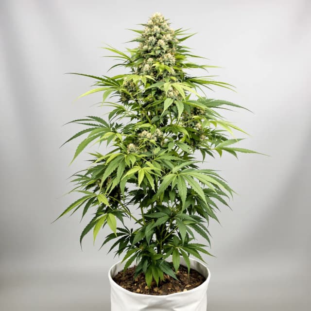 Emballage de graines de cannabis Chemdawg Sour Diesel — Royal King Seeds France