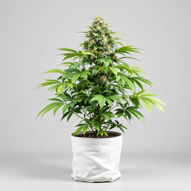 Emballage de graines de cannabis Cherry Bomb — Royal King Seeds France