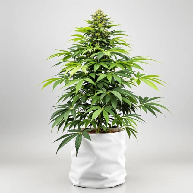 Emballage de graines de cannabis Cherry Kush — Royal King Seeds France
