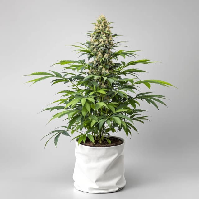 Emballage de graines de cannabis Cherry OG — Royal King Seeds France