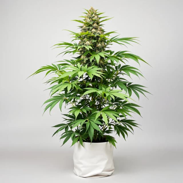 Emballage de graines de cannabis China Yunnan — Royal King Seeds France