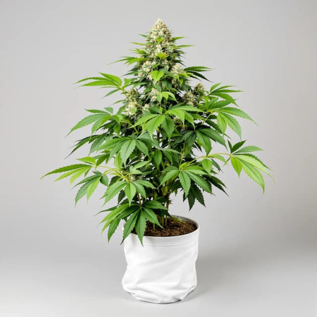 Emballage de graines de cannabis Chocolate Kush — Royal King Seeds France