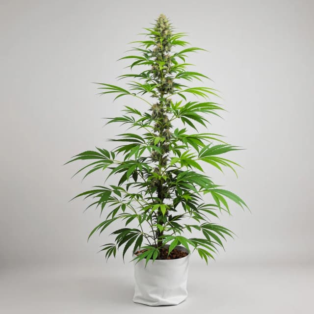 Emballage de graines de cannabis Chocolate Thai — Royal King Seeds France