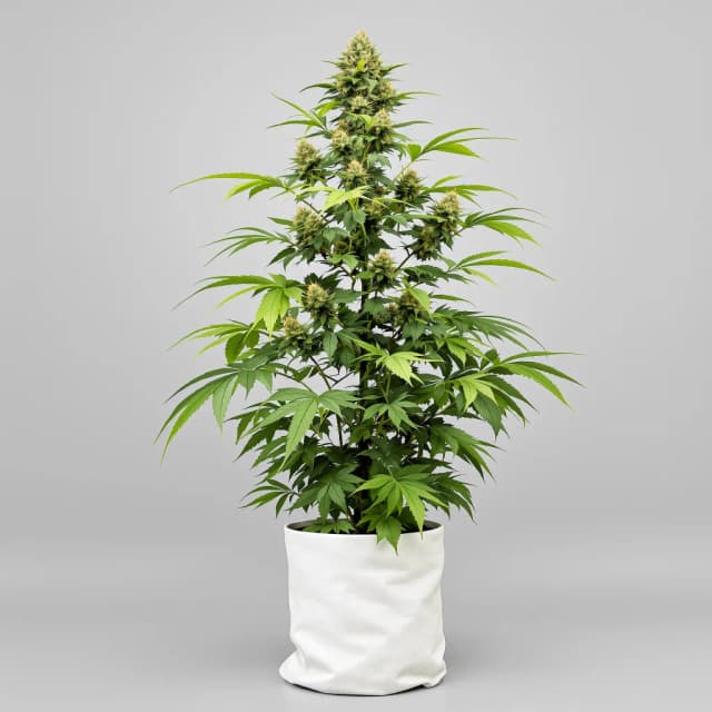 Emballage de graines de cannabis Chronic Thunder — Royal King Seeds France
