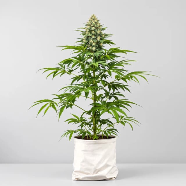 Emballage de graines de cannabis Chupacabra — Royal King Seeds France