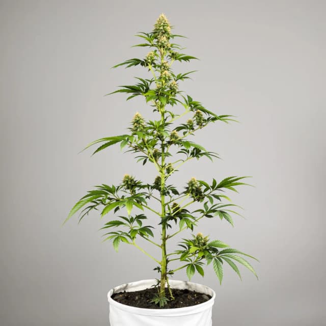 Emballage de graines de cannabis Chupacabra — Royal King Seeds France