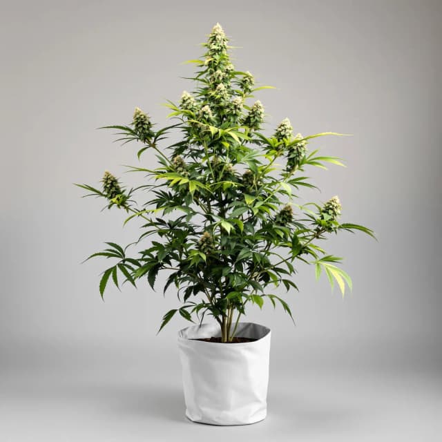 Emballage de graines de cannabis Church OG — Royal King Seeds France