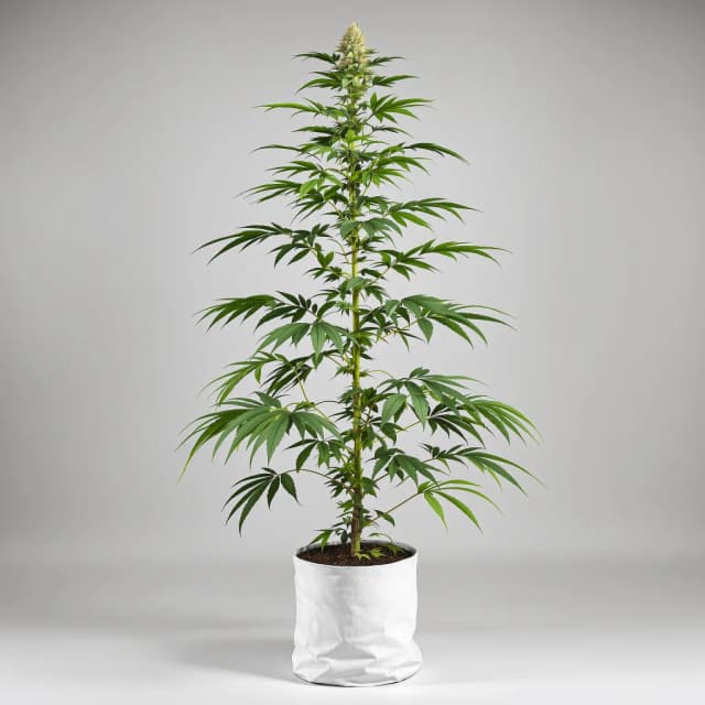 Emballage de graines de cannabis Cinderella's Dream — Royal King Seeds France