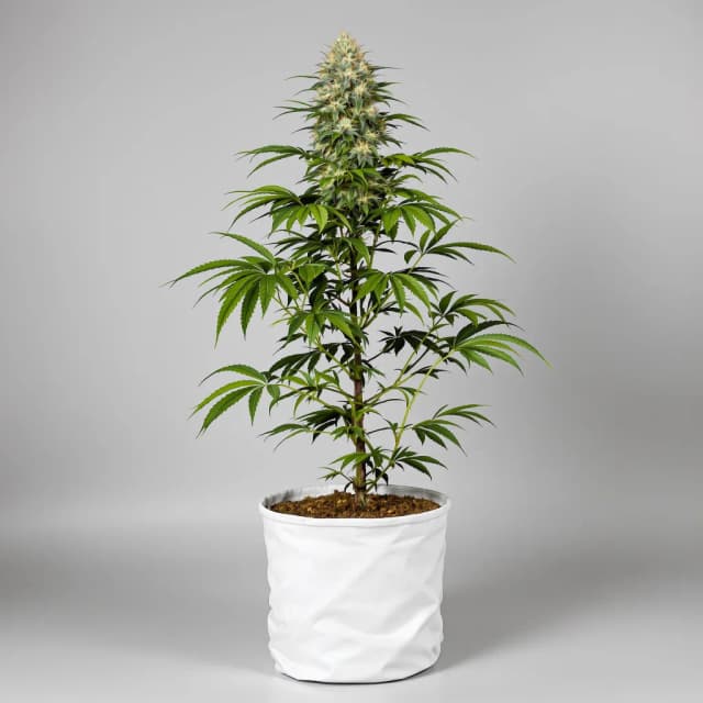 Emballage de graines de cannabis Colorado Bubba — Royal King Seeds France