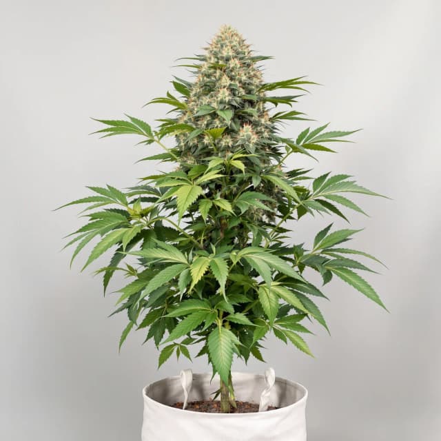 Emballage de graines de cannabis Confidential Wreck — Royal King Seeds France