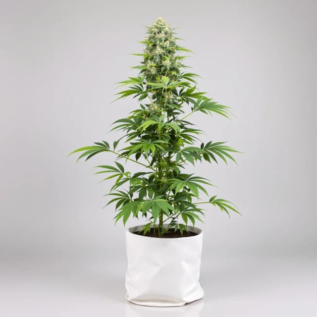 Emballage de graines de cannabis Cookies Kush — Royal King Seeds France