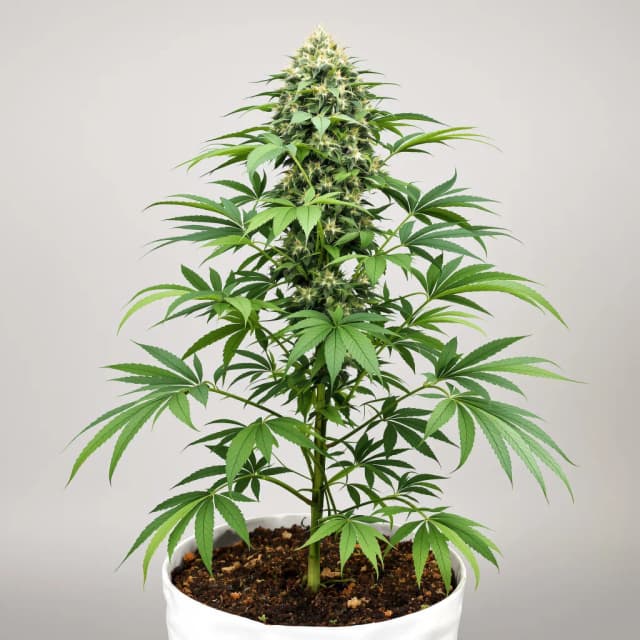 Emballage de graines de cannabis Cream — Royal King Seeds France