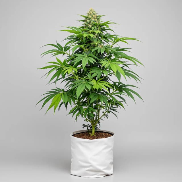 Emballage de graines de cannabis Cream Caramel — Royal King Seeds France