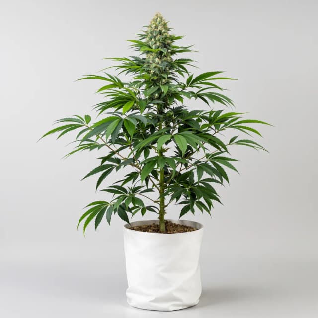 Emballage de graines de cannabis Critical Glue — Royal King Seeds France
