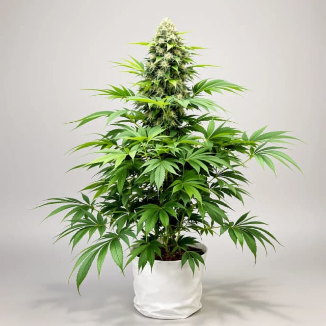 Emballage de graines de cannabis Critical Purple — Royal King Seeds France