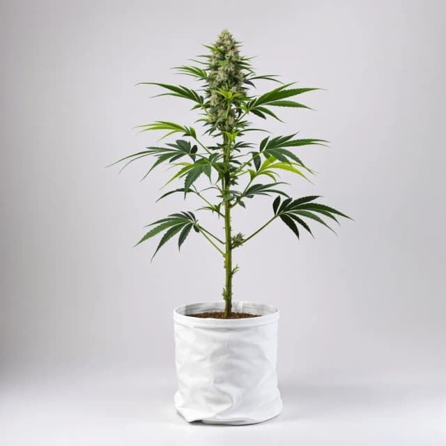 Emballage de graines de cannabis Critical Purple — Royal King Seeds France