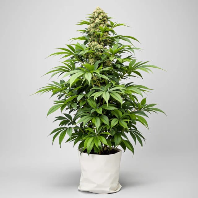 Emballage de graines de cannabis Critical Sensi Star — Royal King Seeds France