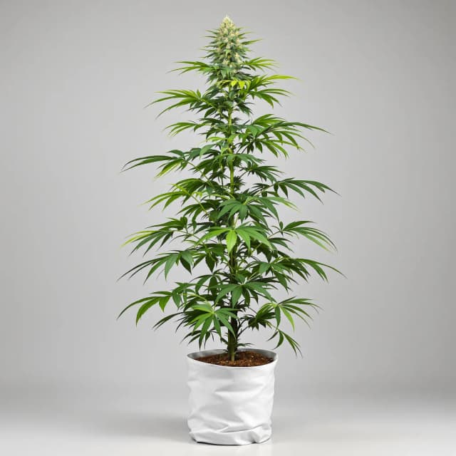 Emballage de graines de cannabis Diesel Power — Royal King Seeds France