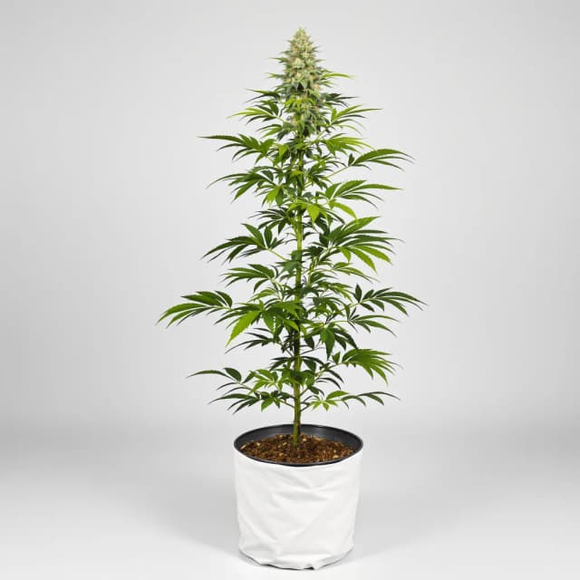 Emballage de graines de cannabis Donna OG — Royal King Seeds France