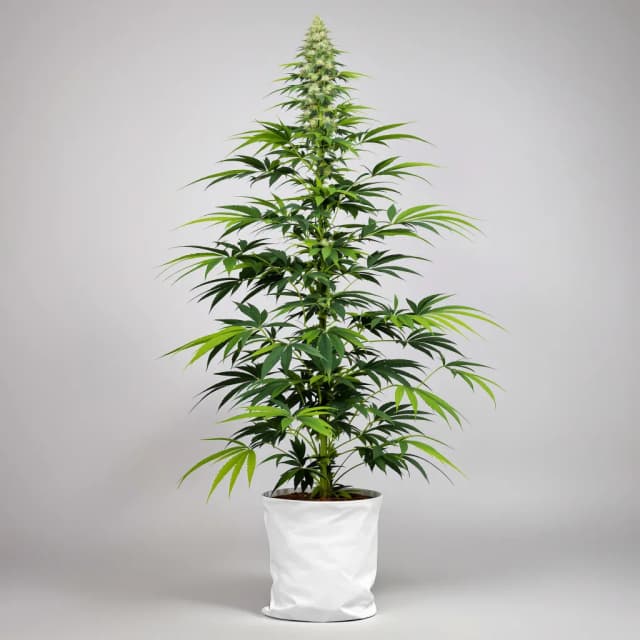 Emballage de graines de cannabis Durban Poison — Royal King Seeds France