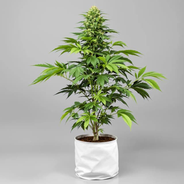 Emballage de graines de cannabis El Chapo OG — Royal King Seeds France