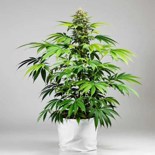 Emballage de graines de cannabis Endless Sky — Royal King Seeds France