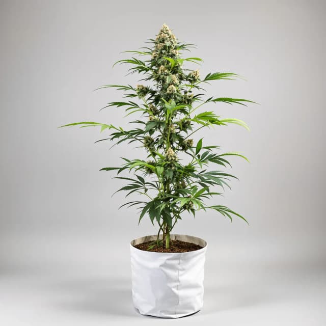 Emballage de graines de cannabis Exodus Cheese — Royal King Seeds France