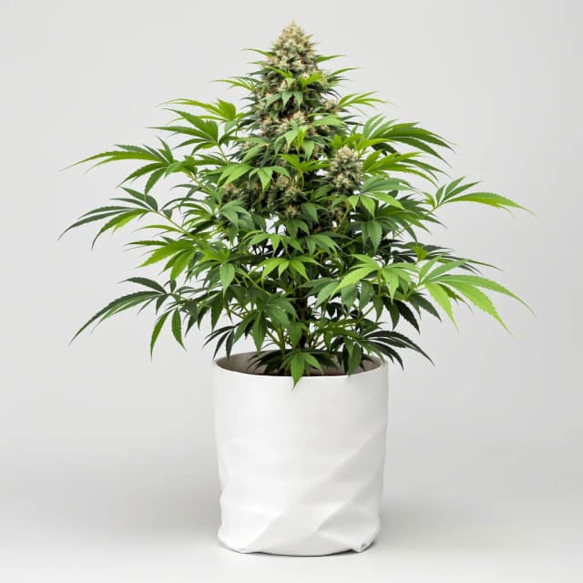 Emballage de graines de cannabis Extreme Cream — Royal King Seeds France