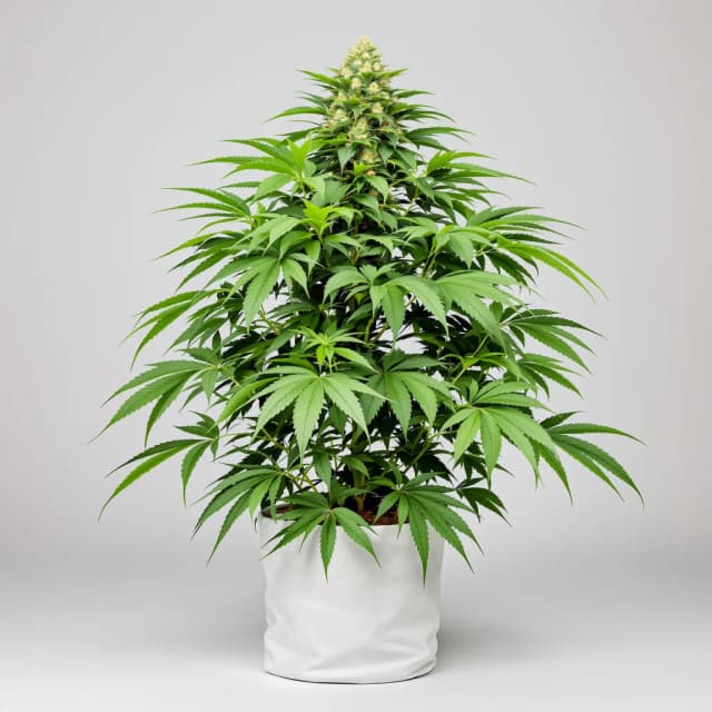 Emballage de graines de cannabis Extreme OG — Royal King Seeds France