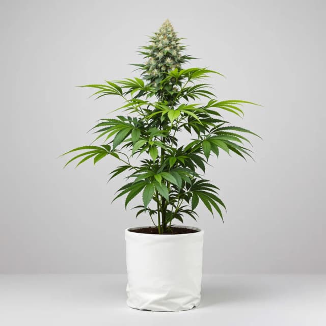 Emballage de graines de cannabis Fat Purple — Royal King Seeds France