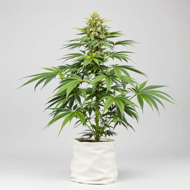 Emballage de graines de cannabis Fat Purple — Royal King Seeds France