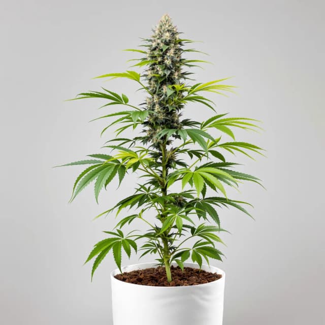 Emballage de graines de cannabis Fruitylicious — Royal King Seeds France