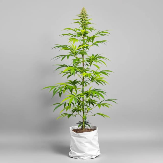 Emballage de graines de cannabis Galactic Jack — Royal King Seeds France